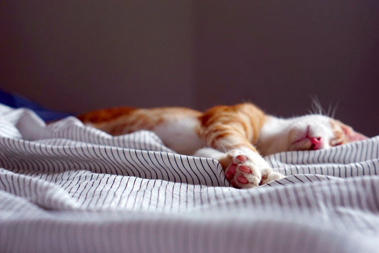 3 reasons why you should take Deep Sleep + Full Restoration if you struggle with sleep. - SLEEPALPHA™