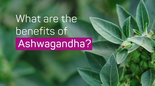 What Are the Benefits of Ashwagandha?