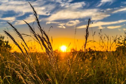 Do we sleep less during the summer? - SLEEPALPHA™