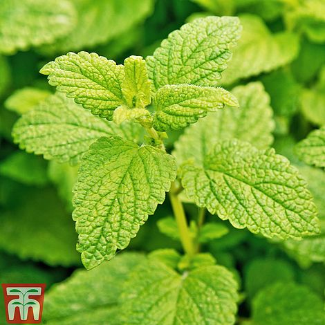 Lemon Balm. How great is it? And what else is it good for?