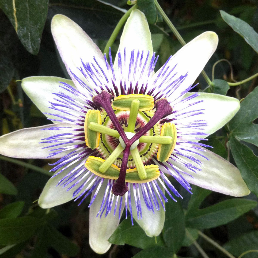 Passionflower For Increased Sleep Quality