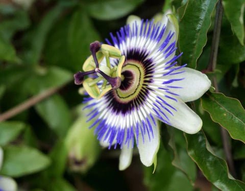 The Power of Passionflower and Tart Cherry Extracts - SLEEPALPHA™