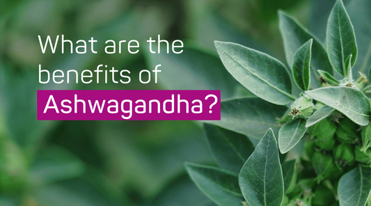 What Are the Benefits of Ashwagandha? - SLEEPALPHA™