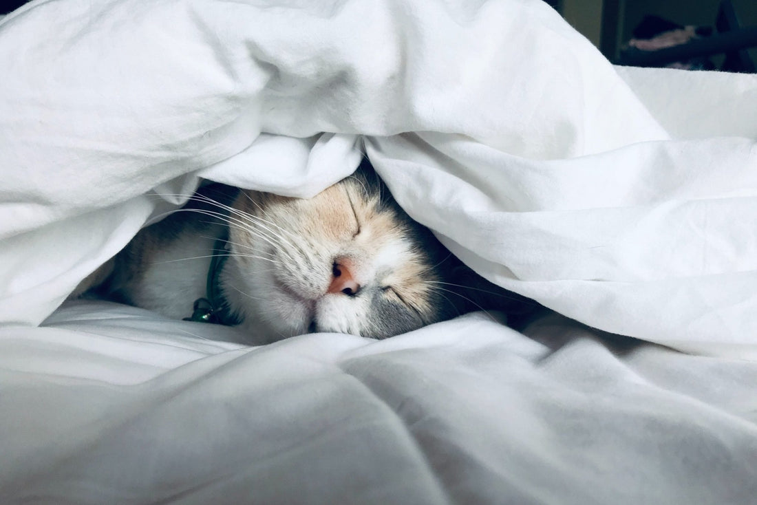 What Is the Best Temperature for Sleep? - SLEEPALPHA™